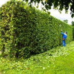 Pricing Guide: How Much Does Hedge Trimming Cost?