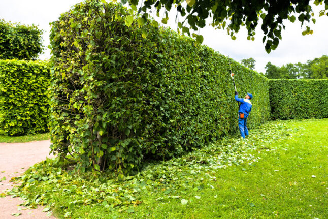 Professional hedge trimmer at work trimming a hedge that is maybe twice as tall as he is.