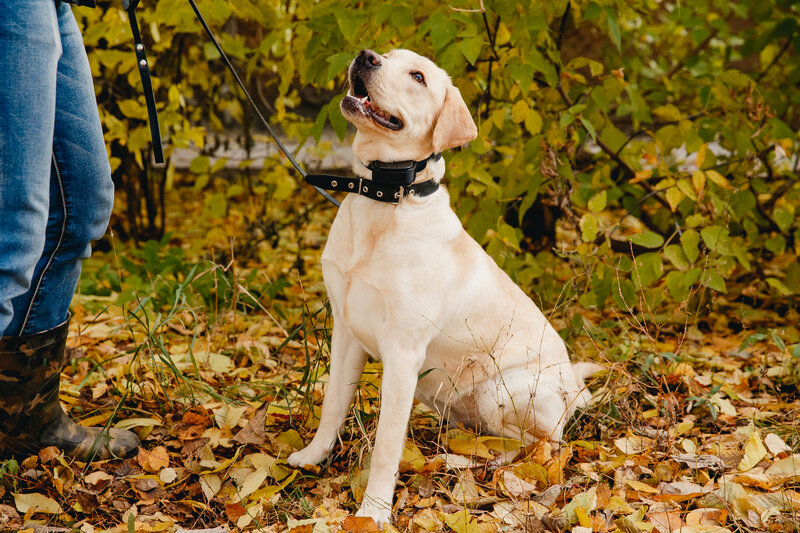 golden lab with a transmitter collar being trianed