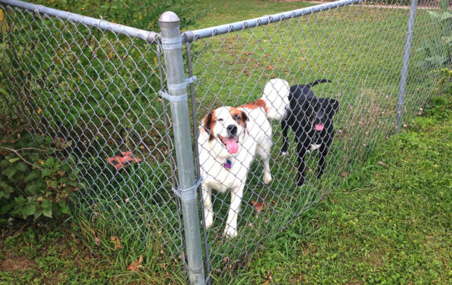 A backyard chain-link fence with a black dog and a white dog with brown highlights behind the fence looking at the camera.
