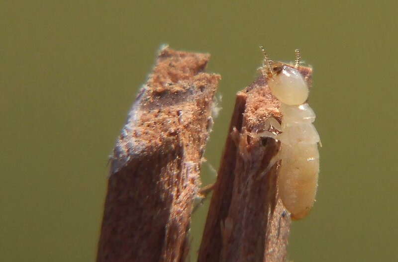 Eén ondergrondse termiet op een stuk hout