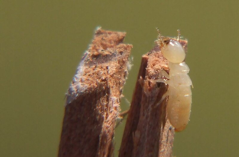  Termite souterraine unique sur un morceau de bois 