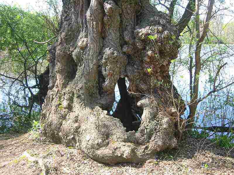 Complicated tree stump with lots of knots and bulges