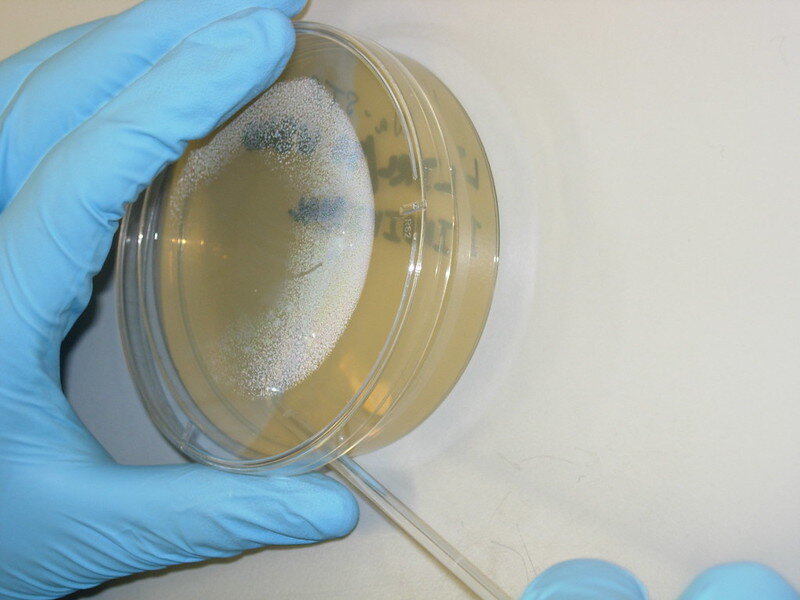Gloved hand holding a petri dish with unknown specimen inside of it