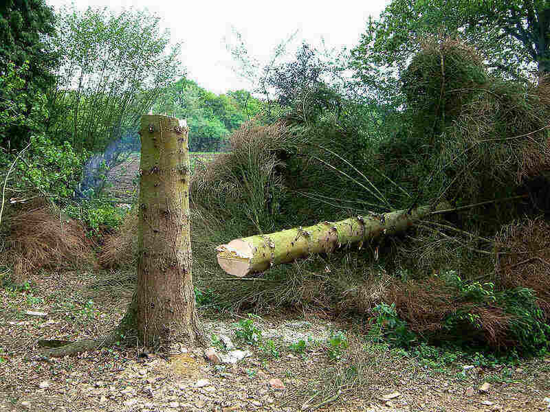Tree cut in half and fallen to the ground beside the stump