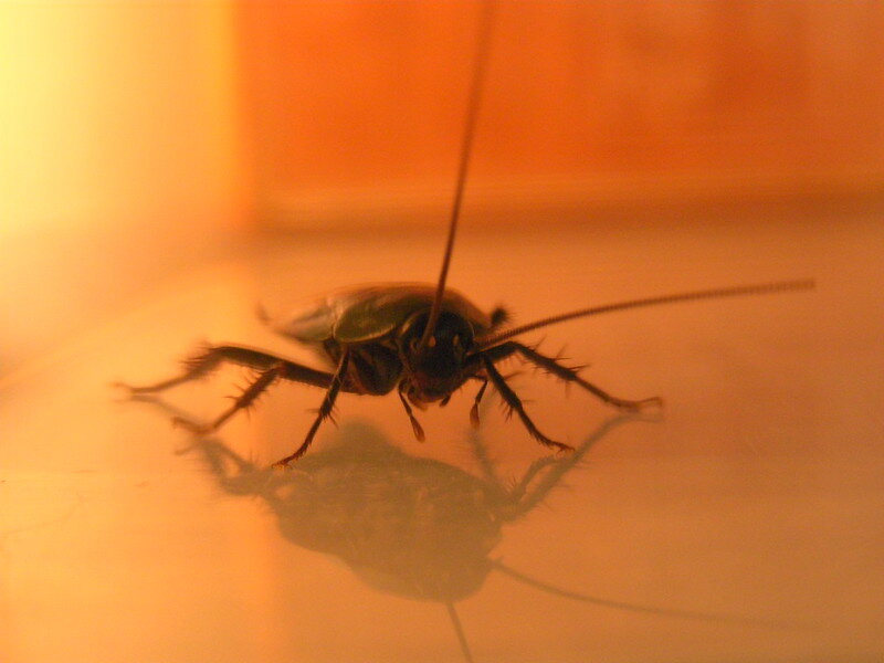 Close-up of a cockroach