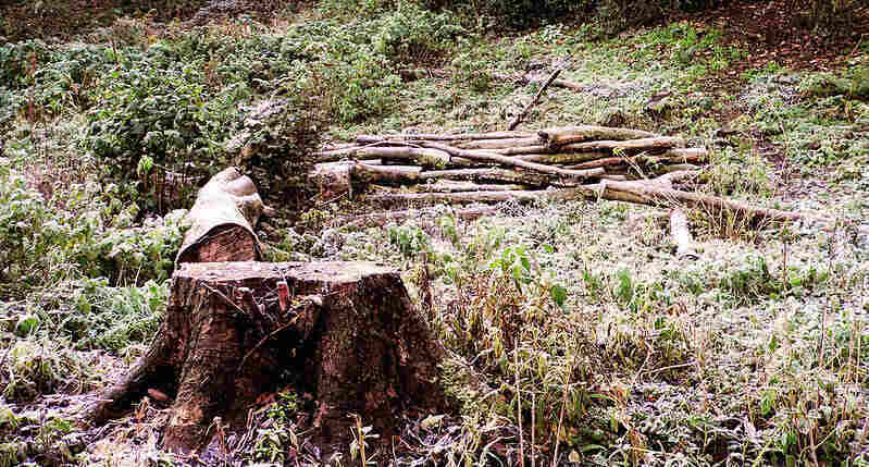 Tree stump with tree branches and the rest of the tree cut down next to it