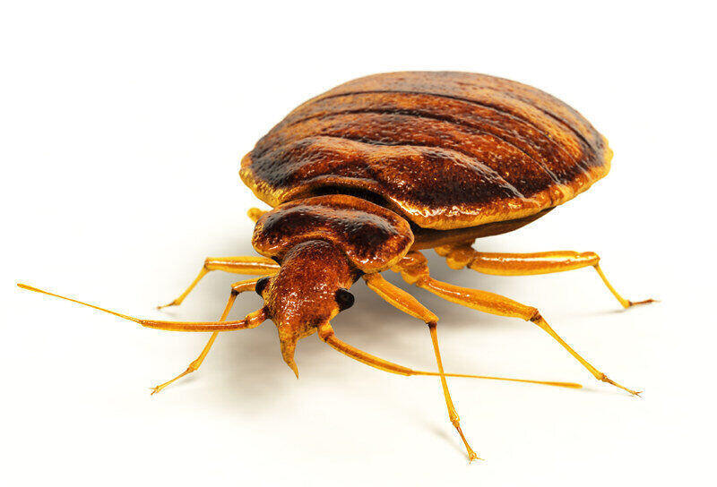 close-up of a bed bug