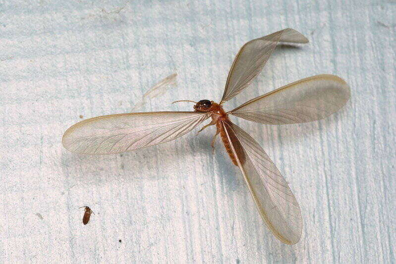 Single drywood termite with wings out