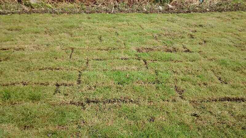 Sod installed on a lawn