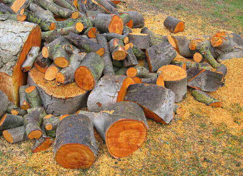 Large pile of cut logs one or more tress