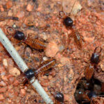 How Much Does a Termite Inspection Cost in 2025?