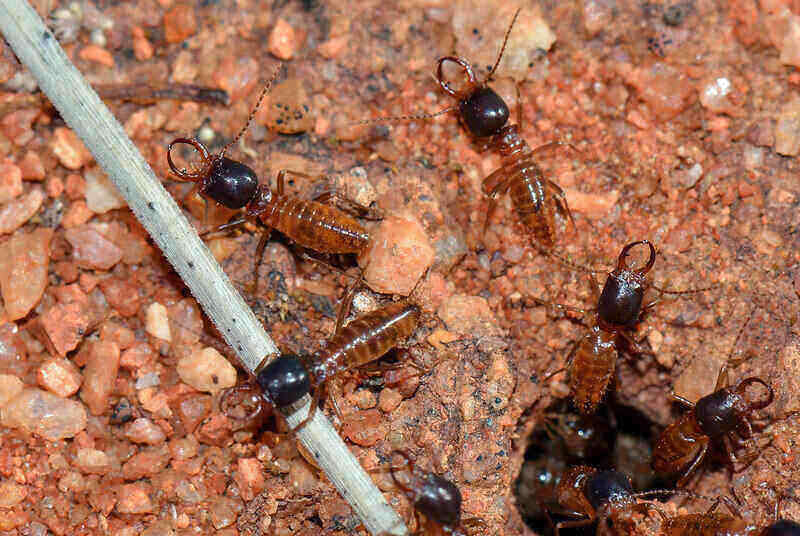 Close-up of a group of termites