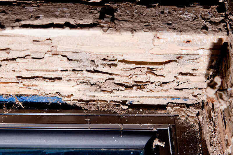 schade aan een houten bekleding rond een raam door termieten