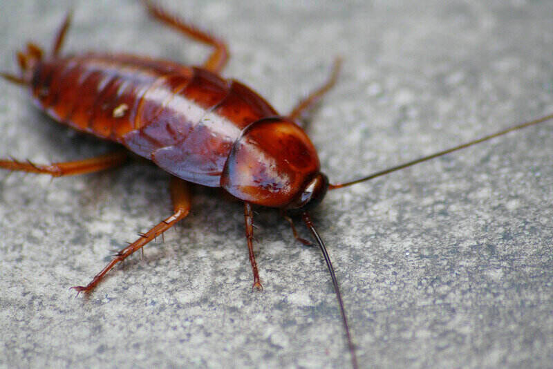 Close-up van een kakkerlak