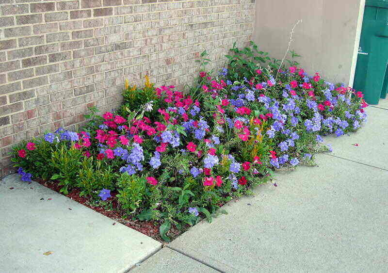 Flower bed planted next to a concrete walkway