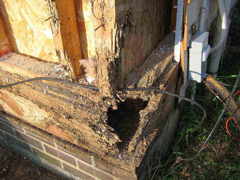 termite infestation in the wood foundation of a house