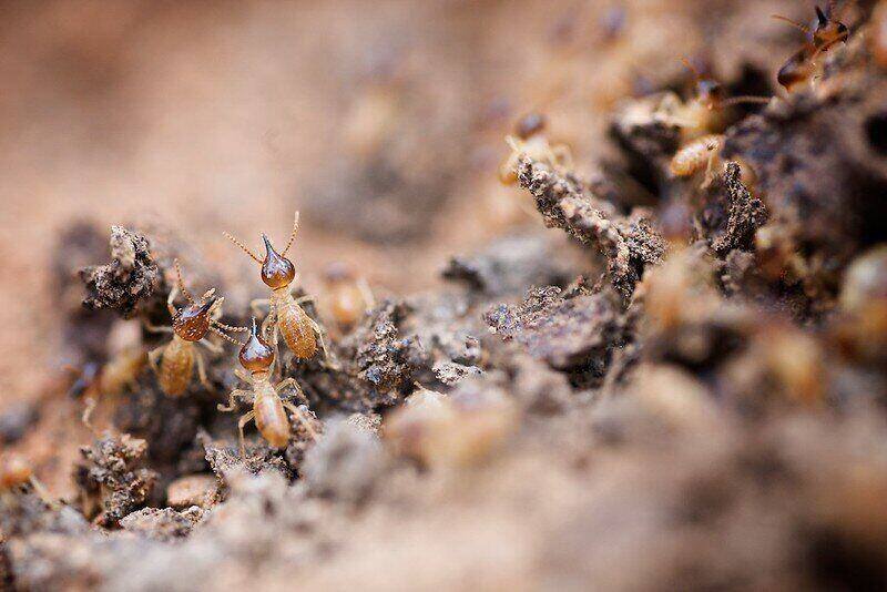 colonia de termitas