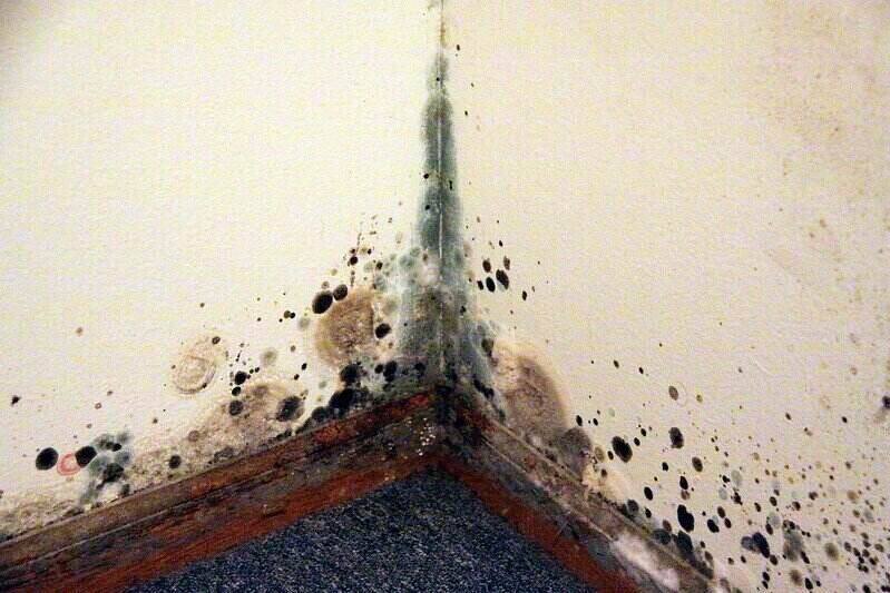 Lower corner of a home with mold along the baseboard and wall