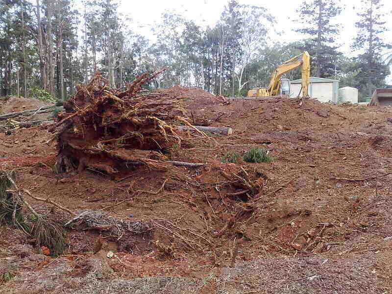 Tree roots lifted out of the ground with a backhoe in the background