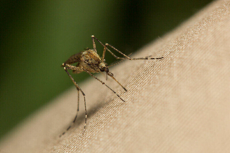 一匹の蚊のクローズアップ