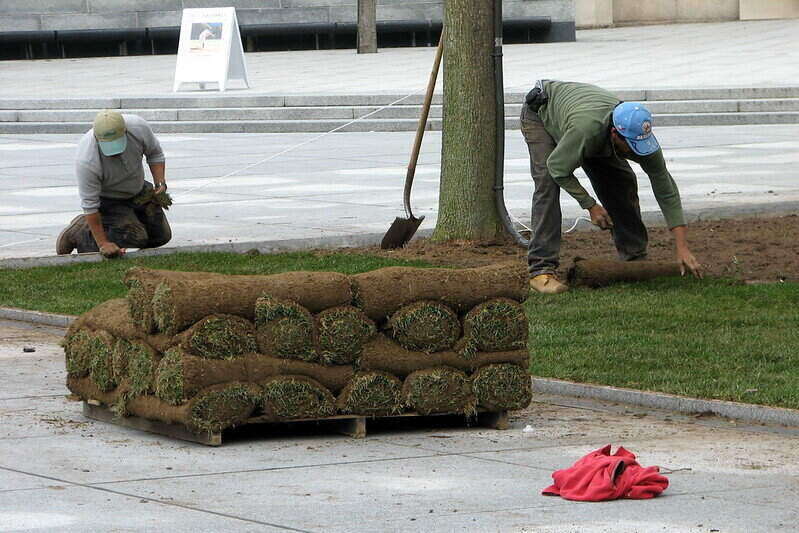 Workers installing sod with a pile of sod rolls in the foreground