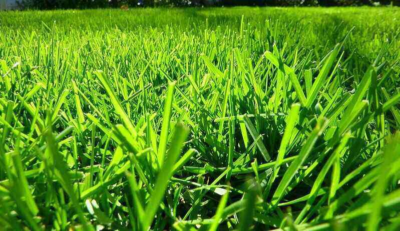 Close-up of a lush, green lawn