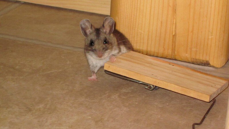 mouse looking at the camera and standing next to a mouse trap