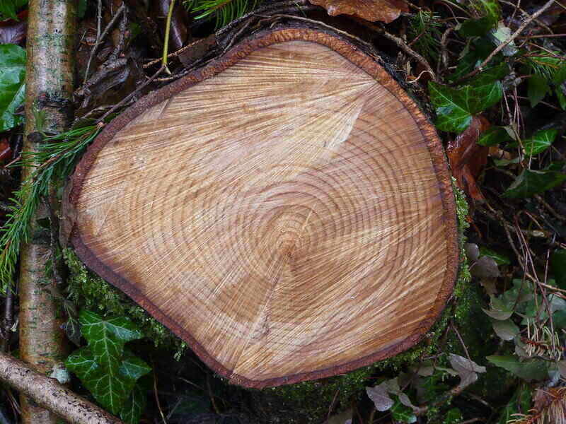 Looking straight down on a tree stump