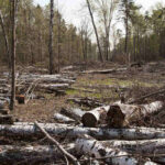 Pricing Guide: How Much Does It Cost to Clear Land in 2025?