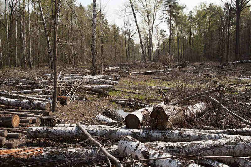 trees cut down in a forested areas