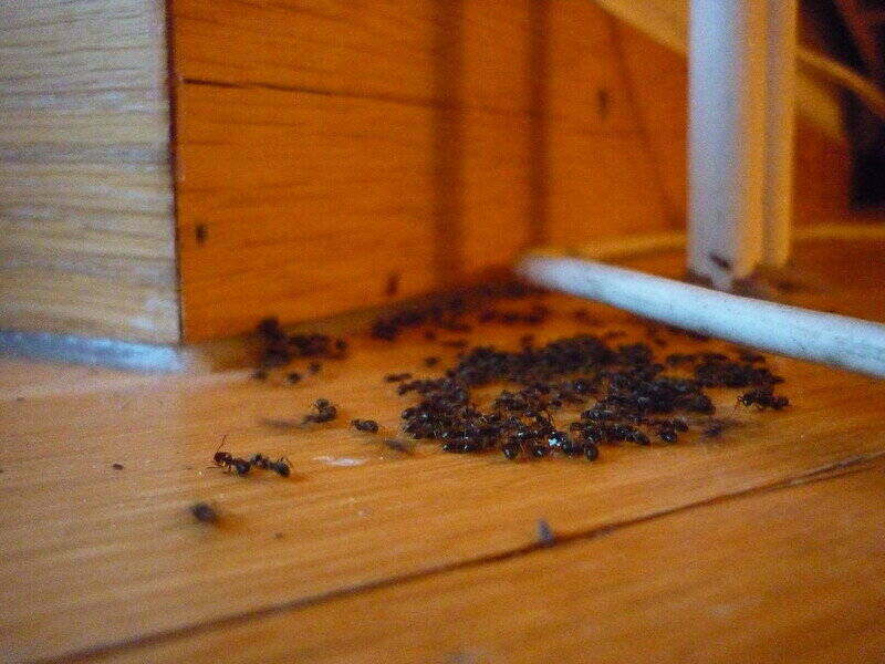 Infestación de hormigas en un suelo de madera