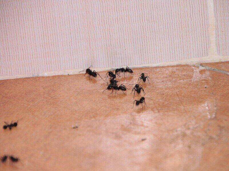 close-up of a group of black ants