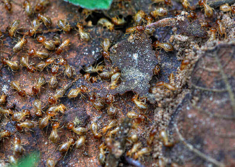 shluk termitů vlhkého dřeva