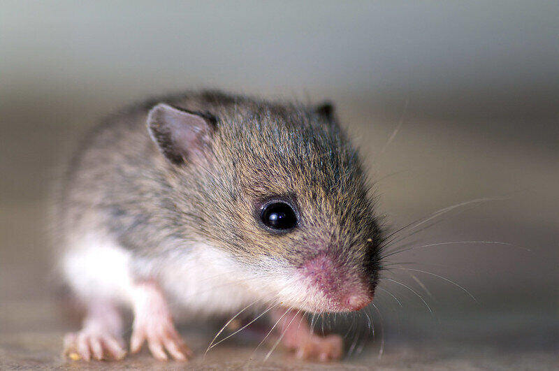 ratón de bebé de cerca