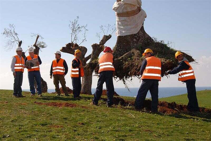 Group of workers transplanting a large tree with the full root system