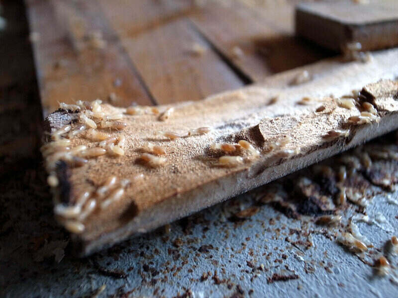  termiten bedecken ein Stück Holz