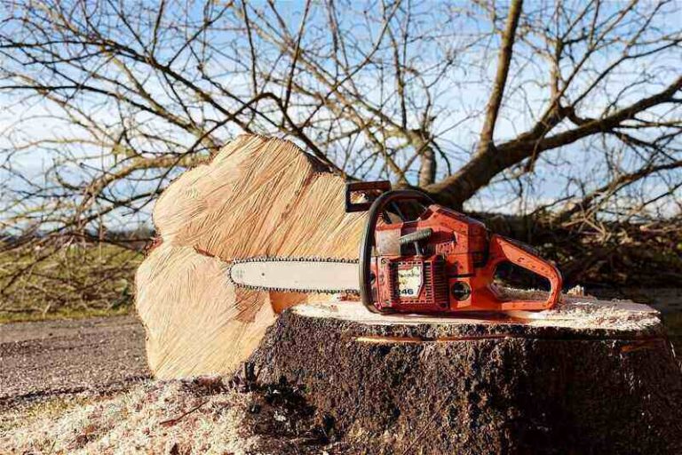 Pricing Guide How Much Does Stump Grinding Cost?