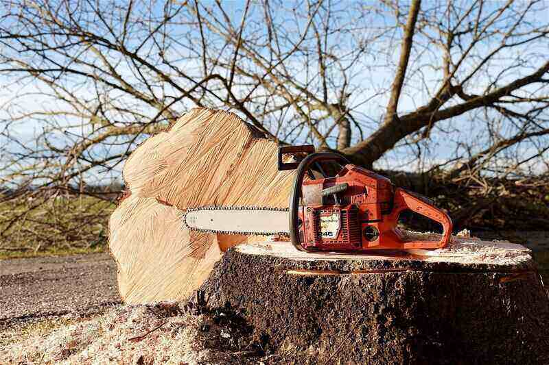 Tree freshly cut down with the chainsaw sitting on the stump