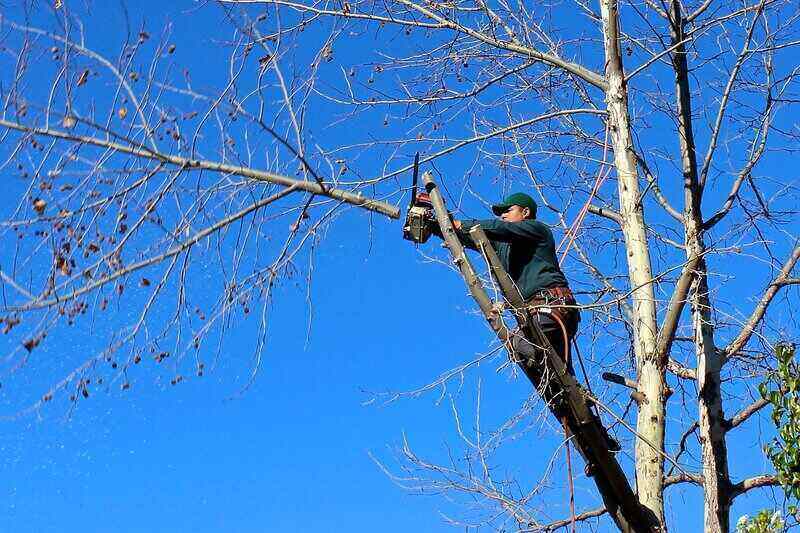 Worker high up in a tree and using a chainsaw to trim off a branch