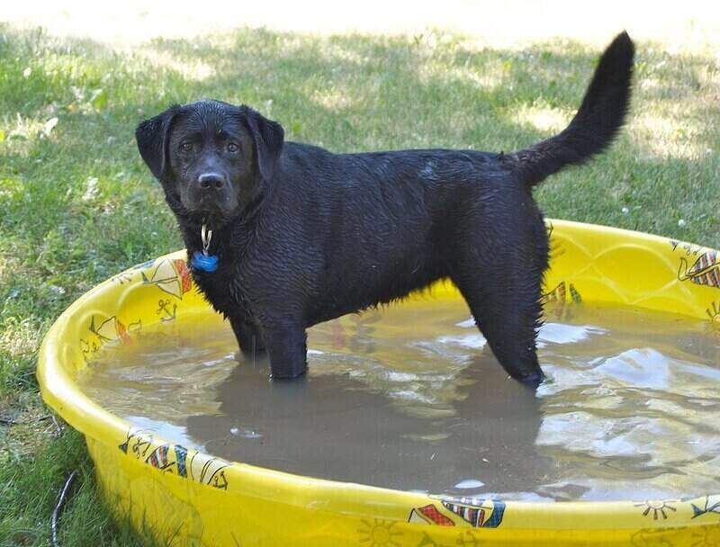 Black Labrador standing in a small, child-sized pool