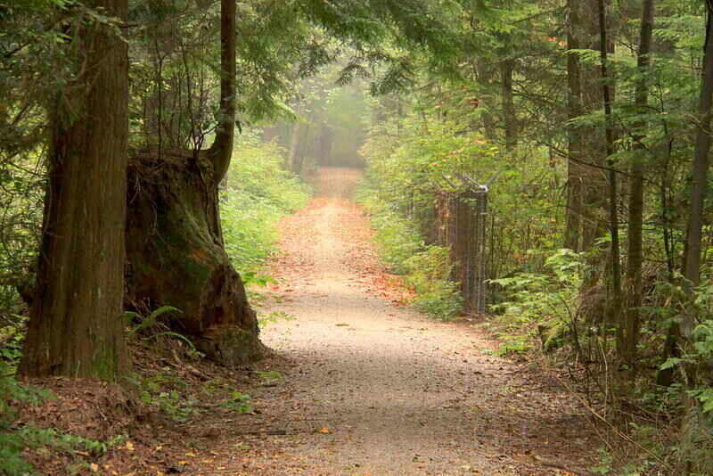 path with trees and greenery along both sides