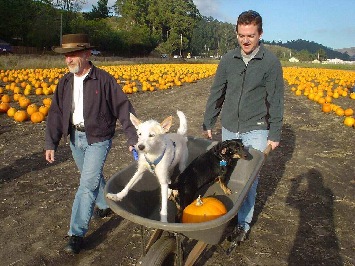 Man walking next to another man pushing a wheelbarrow carrying 2 dogs and a pumpkin