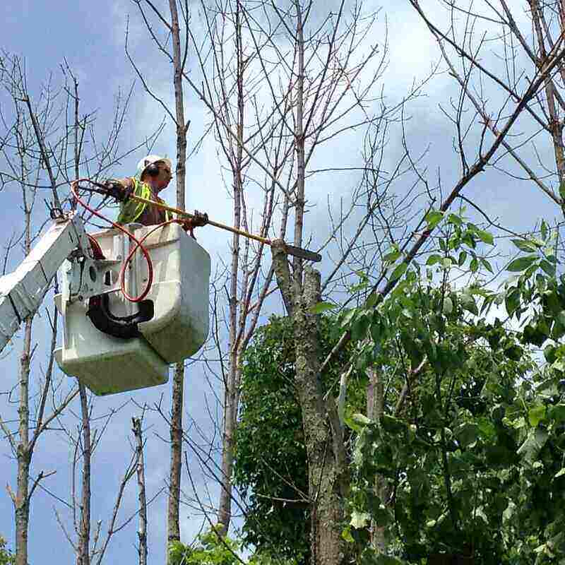 Worker in a bucket trimming the top of a tall tree