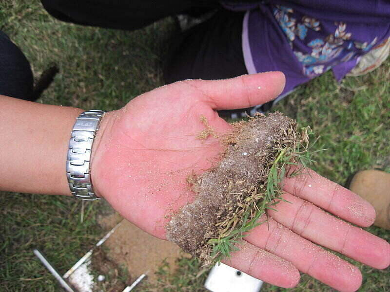 Person holding a 2-ich thick chunk of grass to show thatching