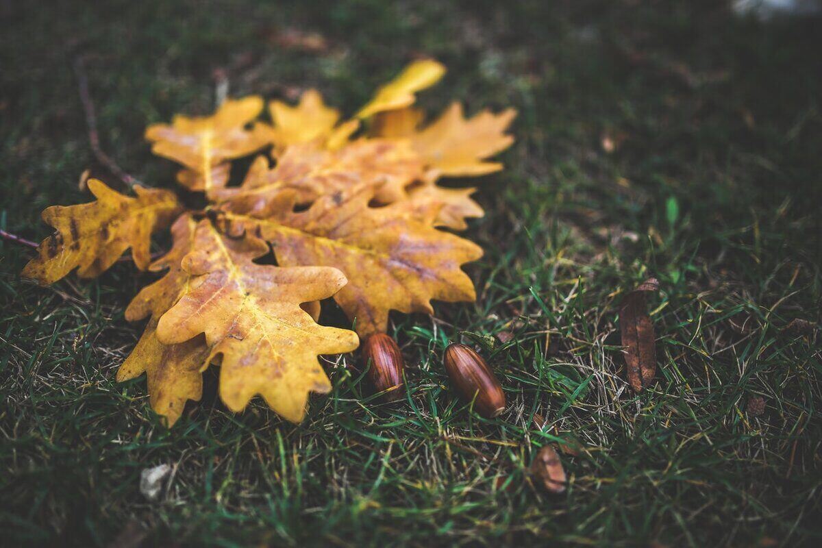 Yellow oak leaves in a grouping, next to a few acorns in the grass