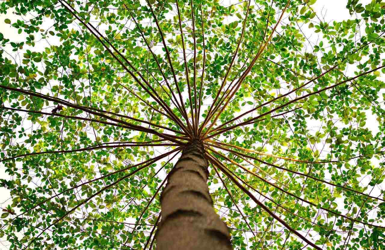 Looking up into a large tree with branches and leaves pointing outward