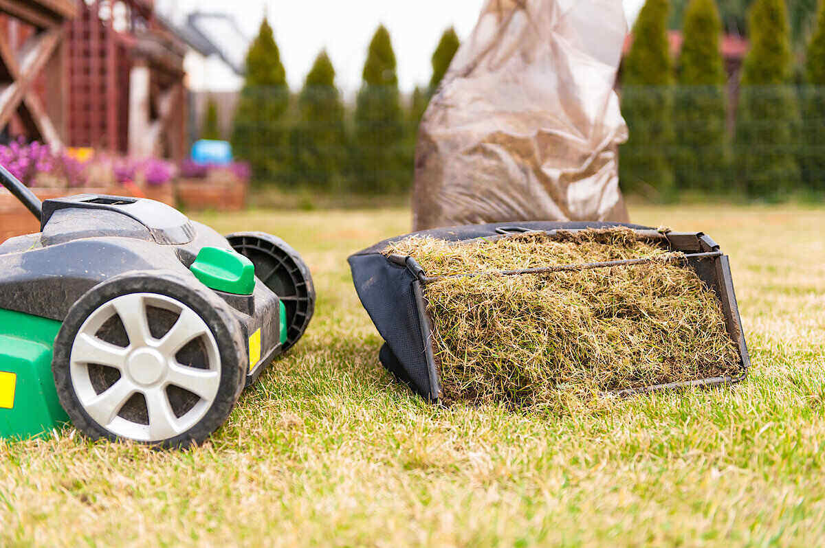 Close up of an electric verticutter and its basket filled with thatch