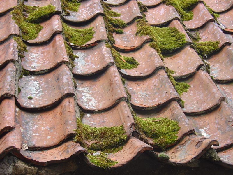 moss growing on old clay tile roof
