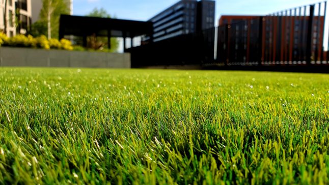 closeup of sod